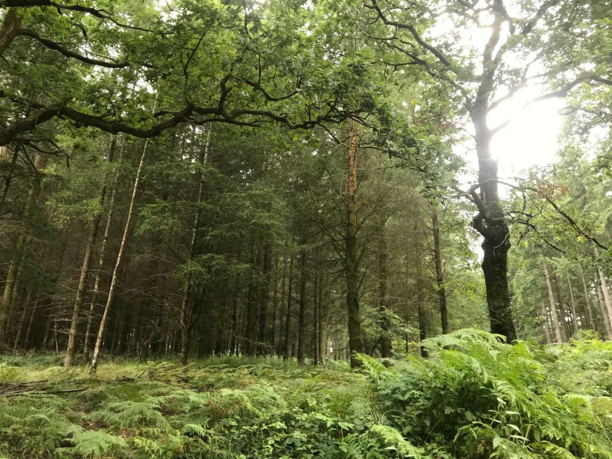 Old Co Op House -Forest Of Dean Bream Esterno foto