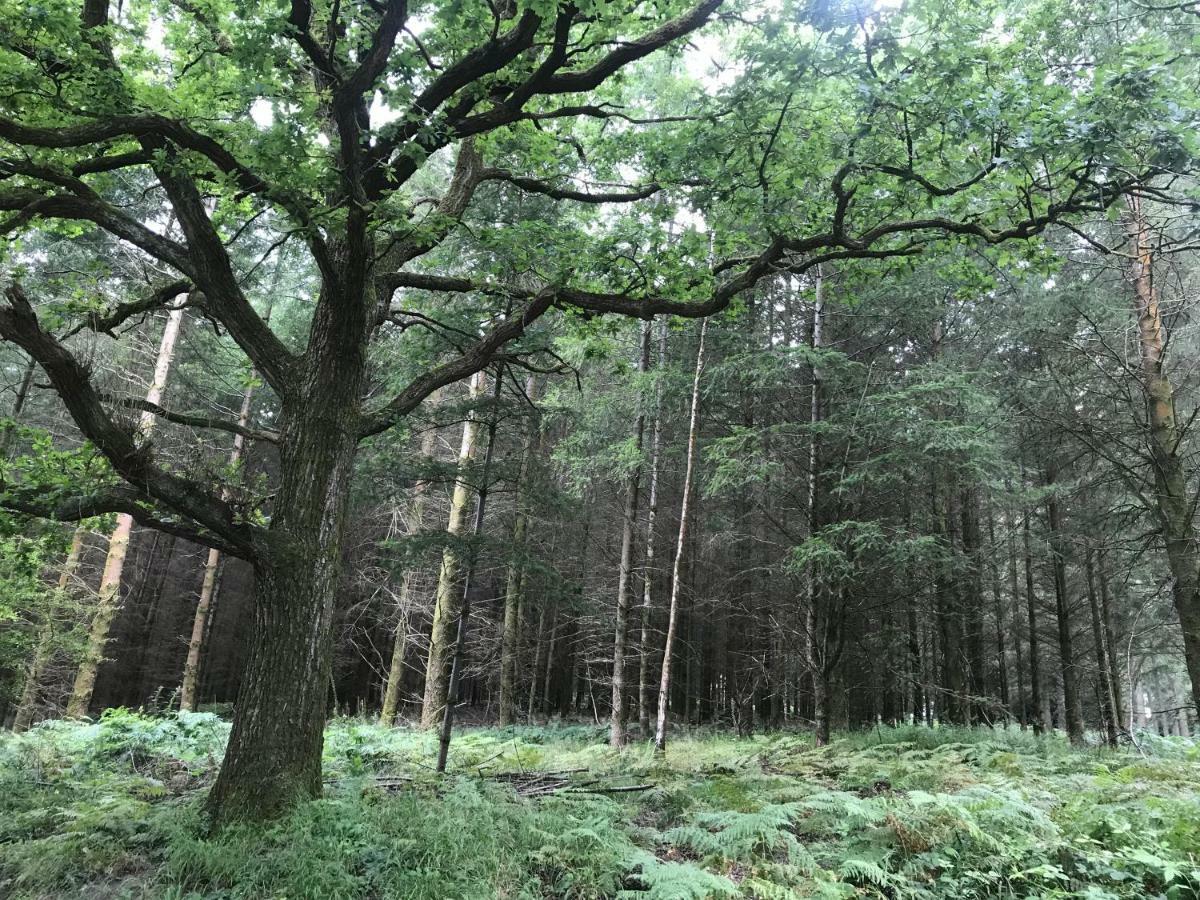 Old Co Op House -Forest Of Dean Bream Esterno foto