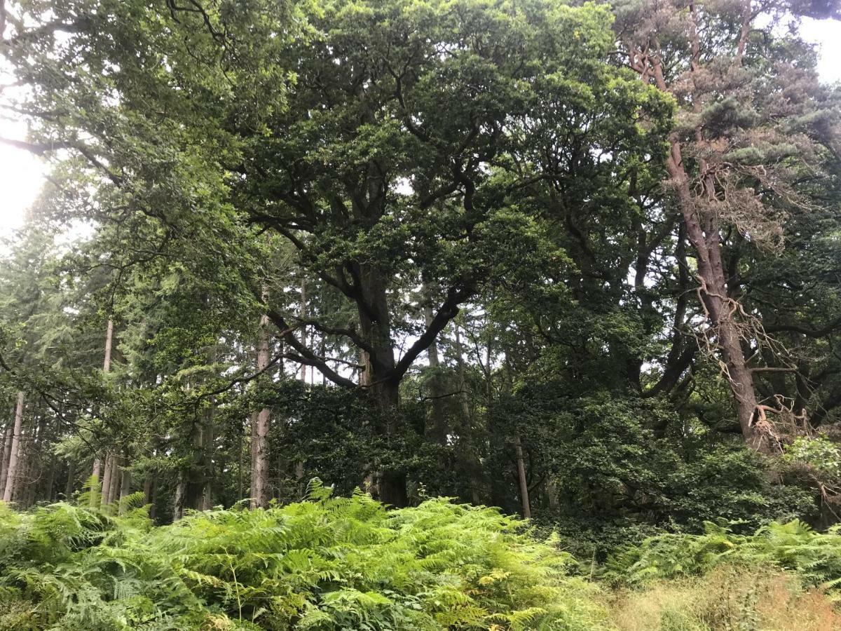 Old Co Op House -Forest Of Dean Bream Esterno foto